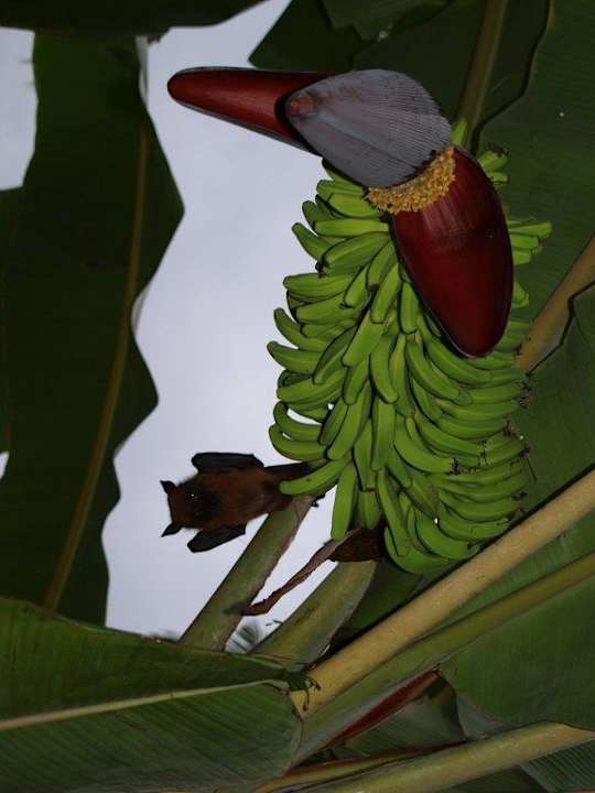 Flughund Kuramathi Maldives