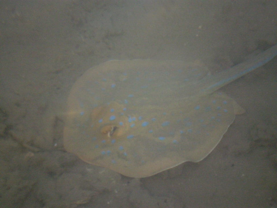 Unser Freund der Baby-Blaupunktrochen Steigenberger Coraya Beach - Adults only