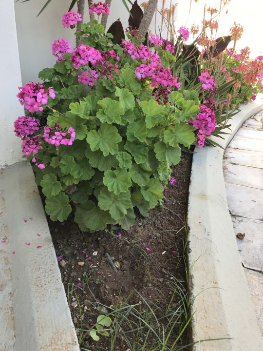 Gartenanlage HARPIN Georgioupolis Resort Aquapark & SPA