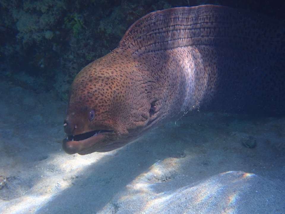 Sport & Freizeit Beach Safari Nubian Resort