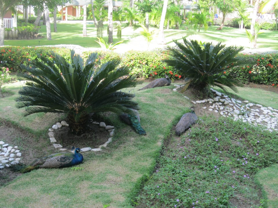 Garten und Haustiere Grand Sirenis Punta Cana Resort & Aquagames