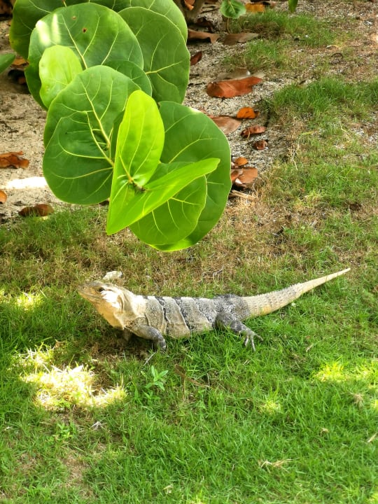 Gartenanlage Bahia Principe Grand Tulum