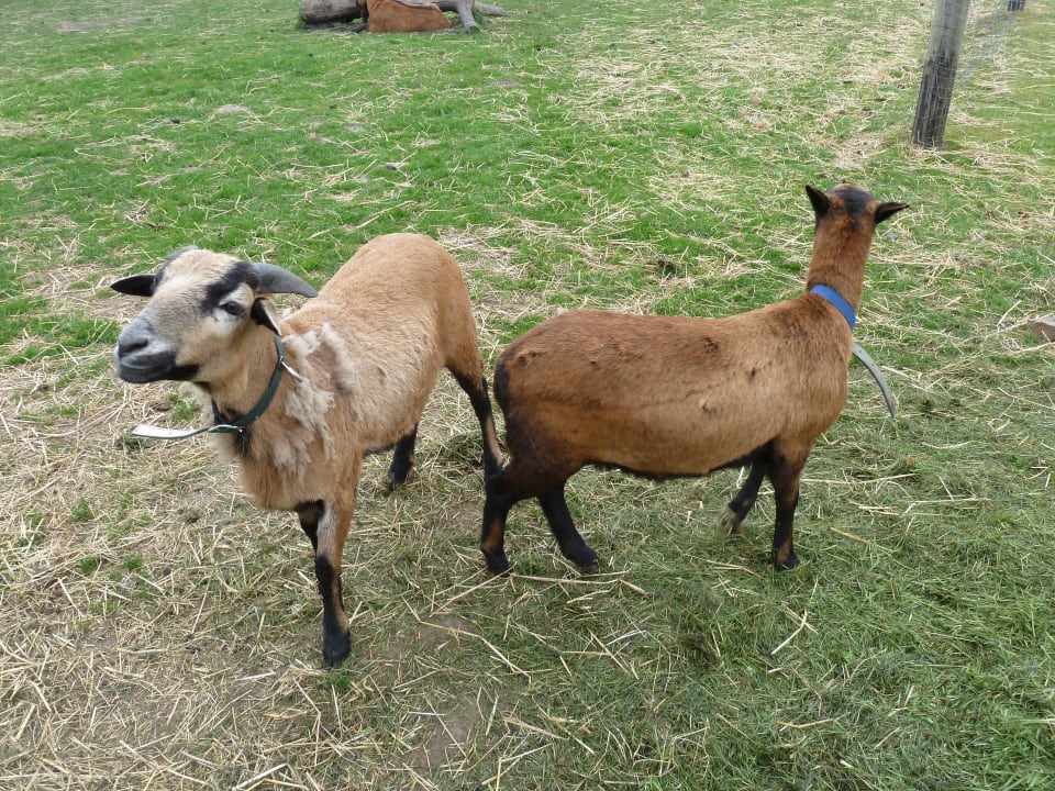 Streichelzoo Ferienhof Upwarf