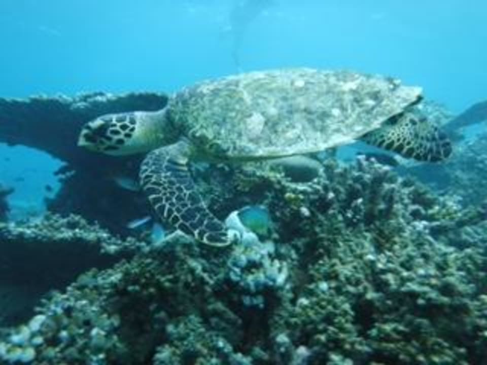 Schildkröte Vilamendhoo Island Resort & Spa