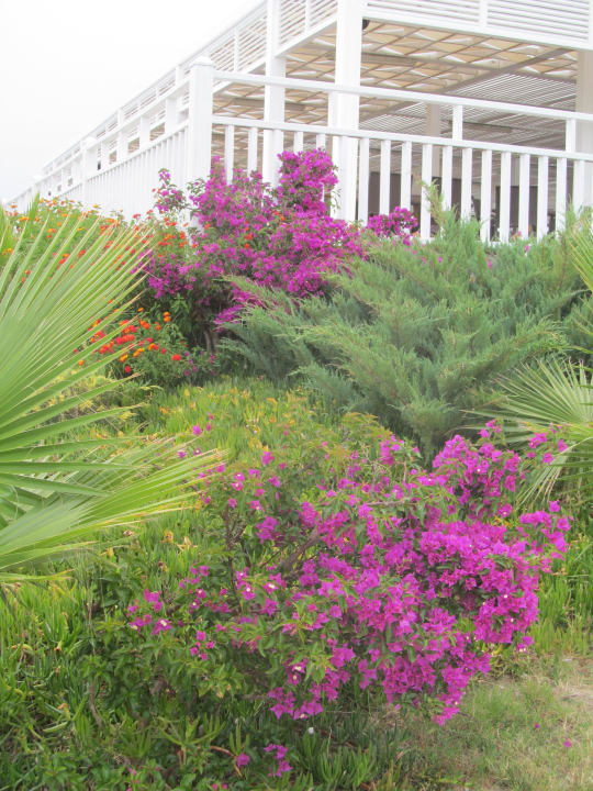 Strandbar Alba Resort Hotel