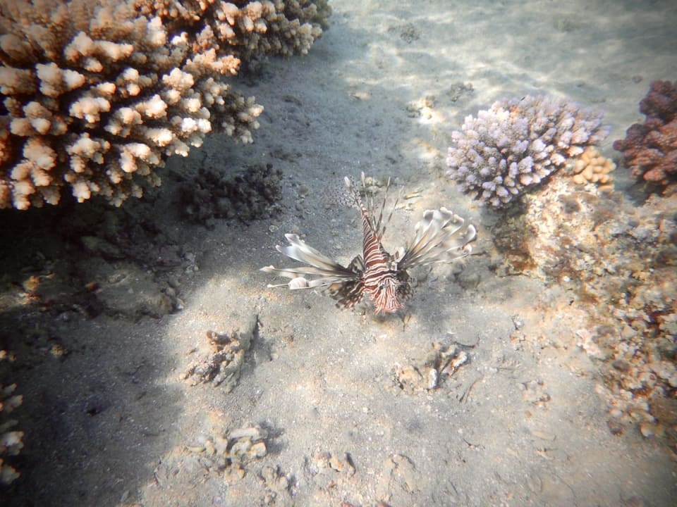 Strand Hotel Gorgonia Beach Resort