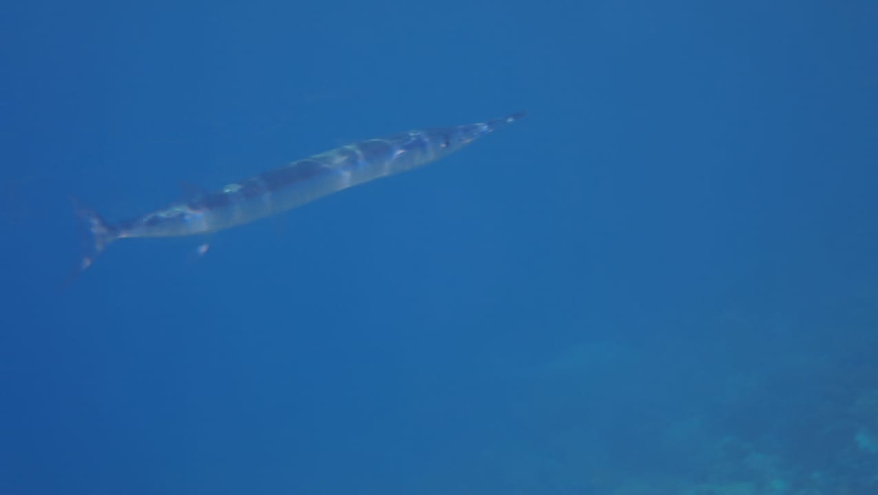 Sport & Freizeit Malikia Resort Abu Dabbab