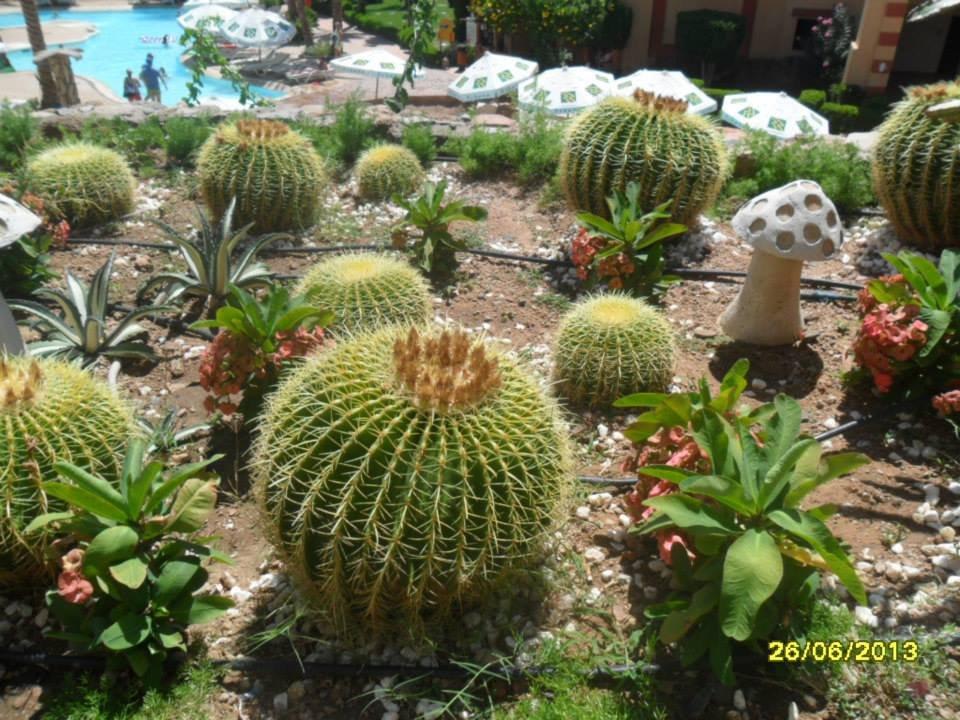 Wielkie kaktusy Rehana Royal Beach Resort Aqua Park & Spa
