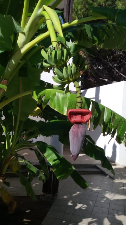 Minibananen Hotel Calypso Beach
