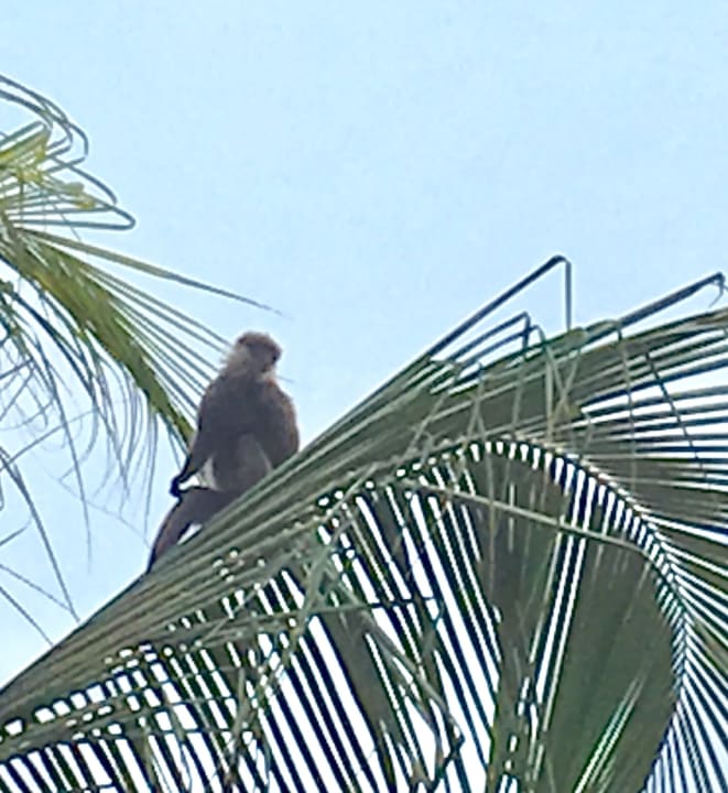 Gartenanlage Mermaid Hotel & Club