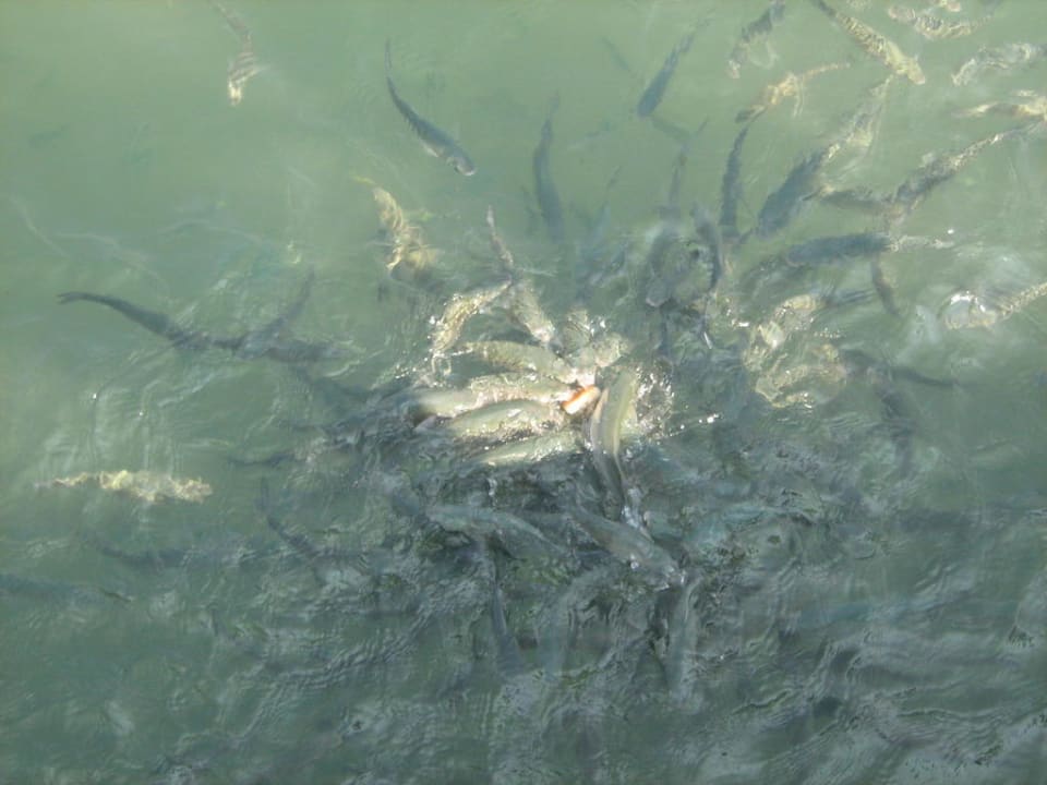 Рыбы PALOMA Perissia