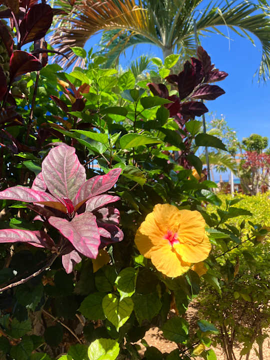 Gartenanlage Pearle Beach Resort & Spa