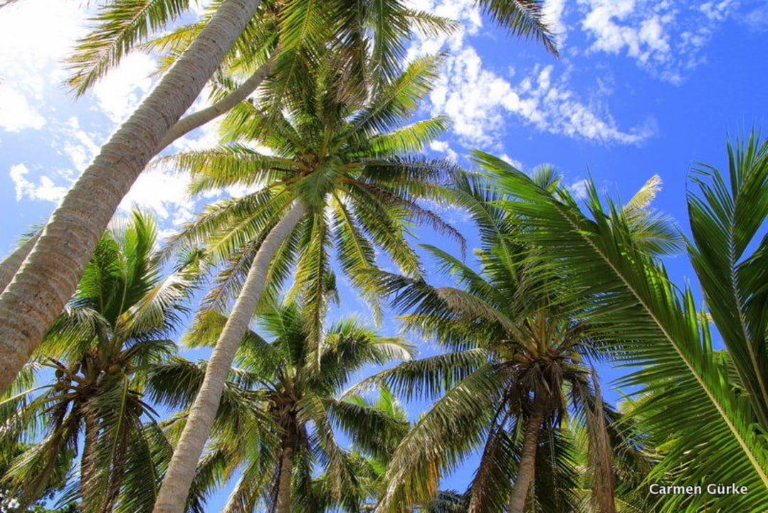 Palmen Hotel Matamanoa Island Resort