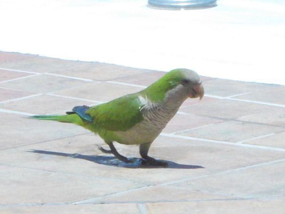 Kleine aber süße Papageien die auch mal durst haben HL Miraflor Suites Hotel