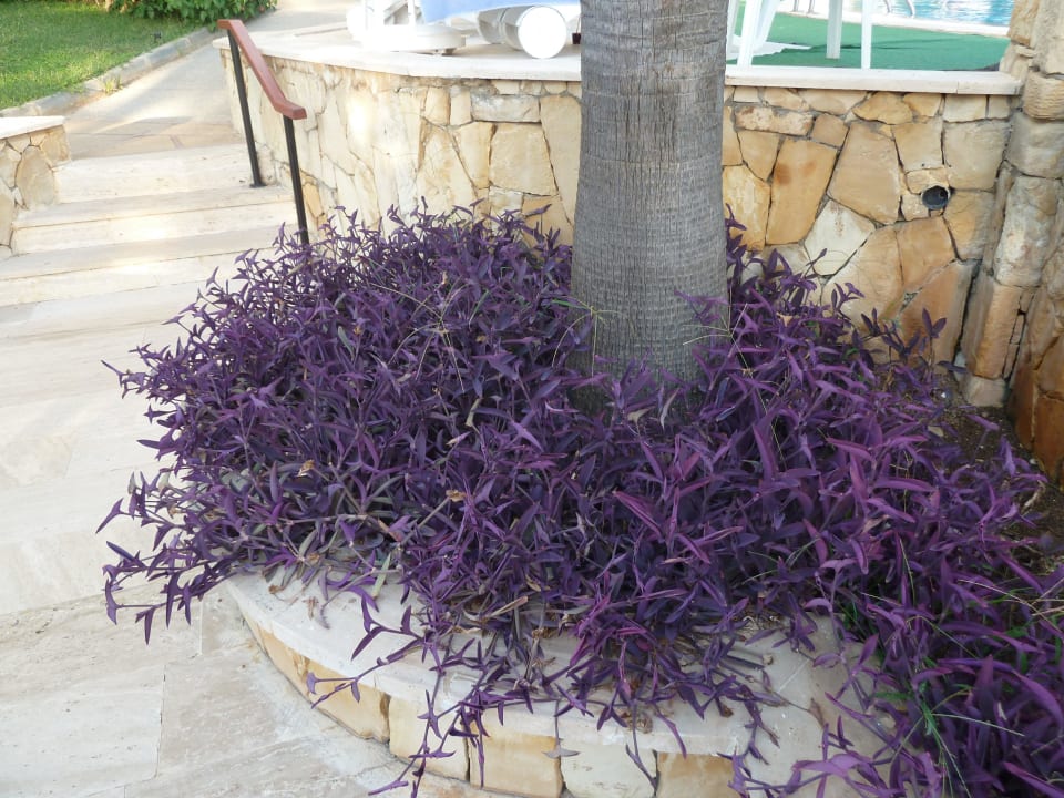 Farbtupfer Labranda Alantur Resort