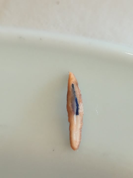 Gastro SBH Club Paraiso Playa