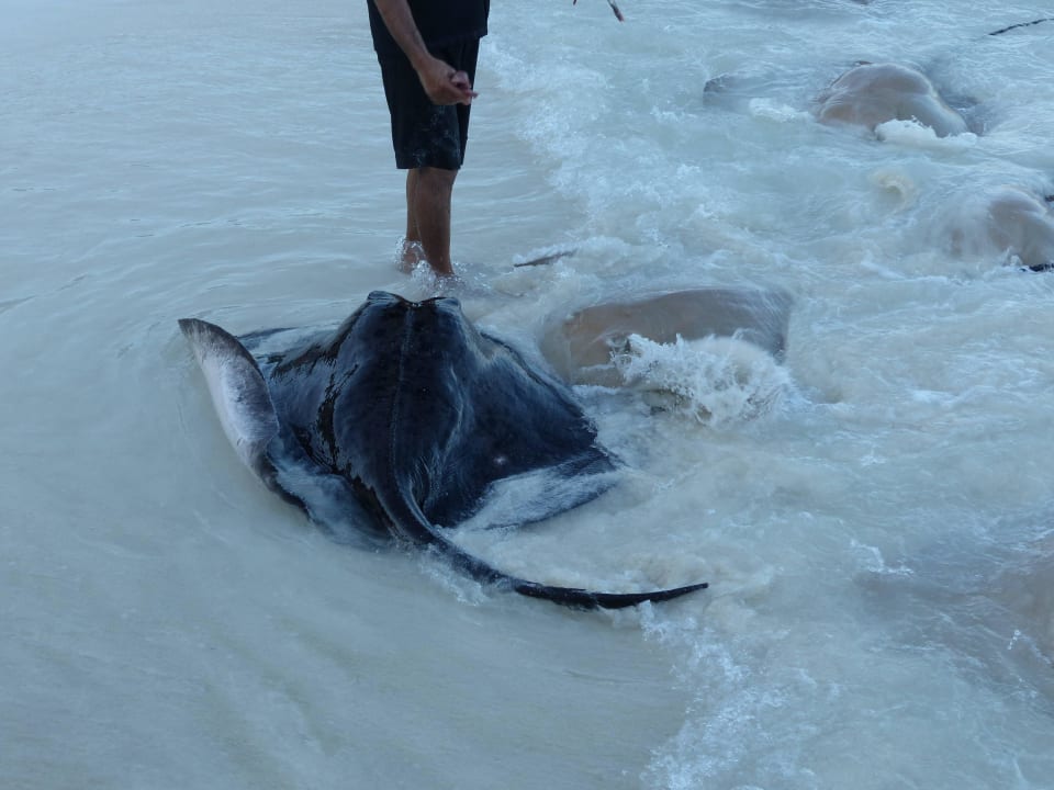 Rochenfütterung  NH Collection Maldives Reethi Resort