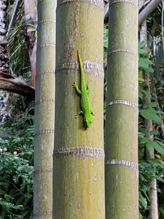 Gartenanlage Mauricia Beachcomber Resort & Spa
