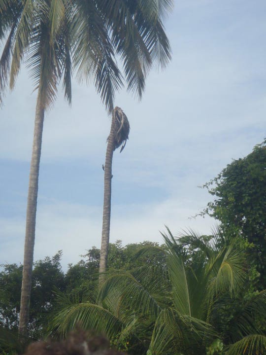 Pájaro carpintero Hotel Orinoco Delta Lodge