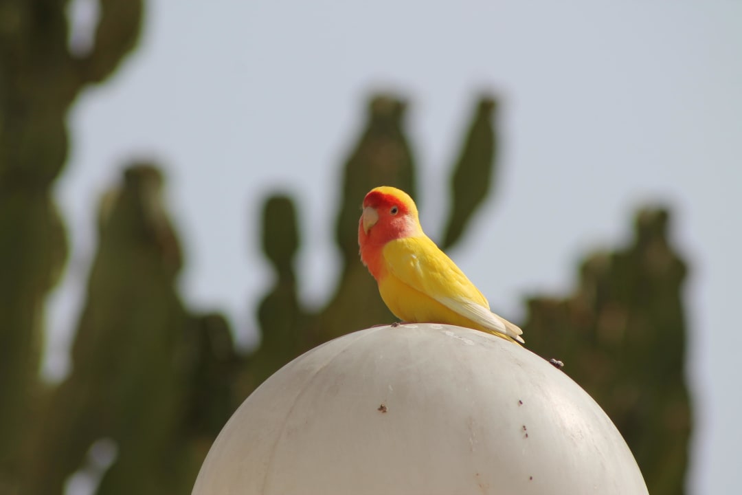 "Wilder" Papagei Club Excelsior 2