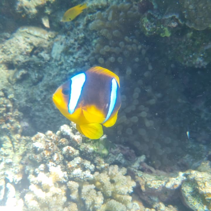 Sport & Freizeit Hotel Gorgonia Beach Resort