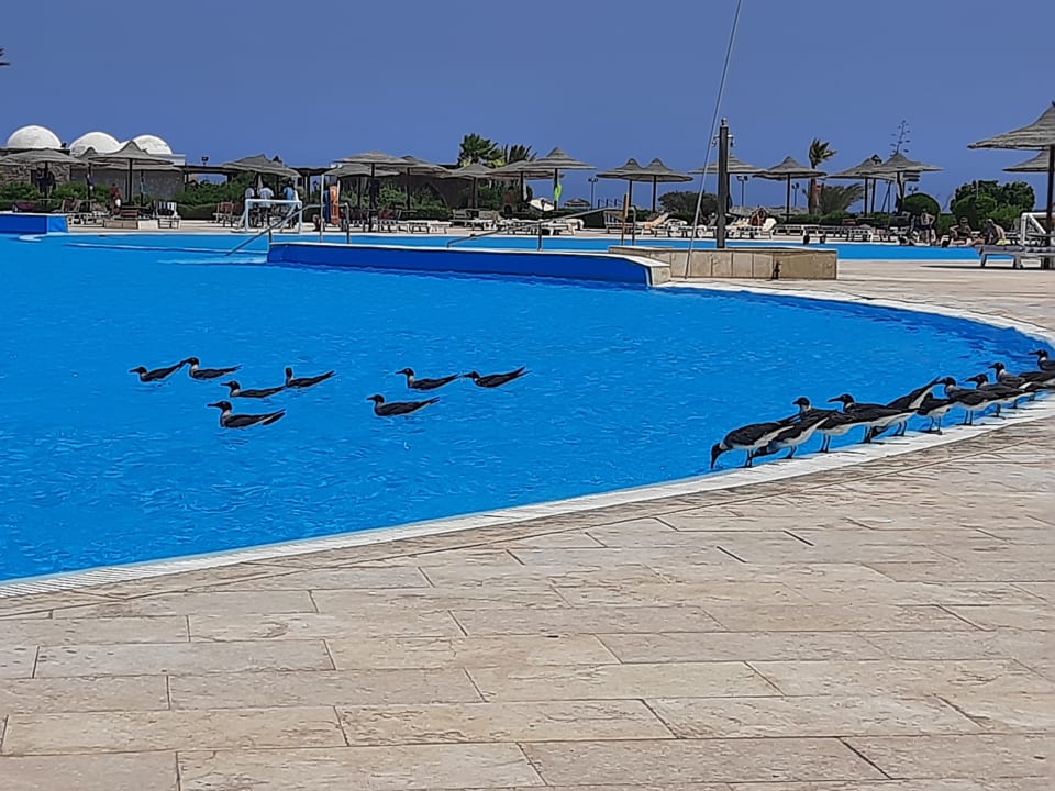 Pool Hotel Gorgonia Beach Resort