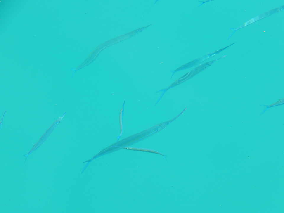 Strand Pickalbatros Citadel Resort