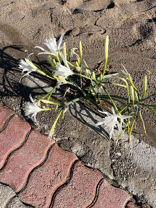 Strand Hotel Calypso Beach