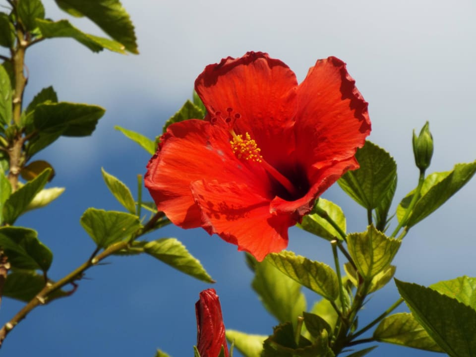 Hibiskus Kalahari Anib Lodge