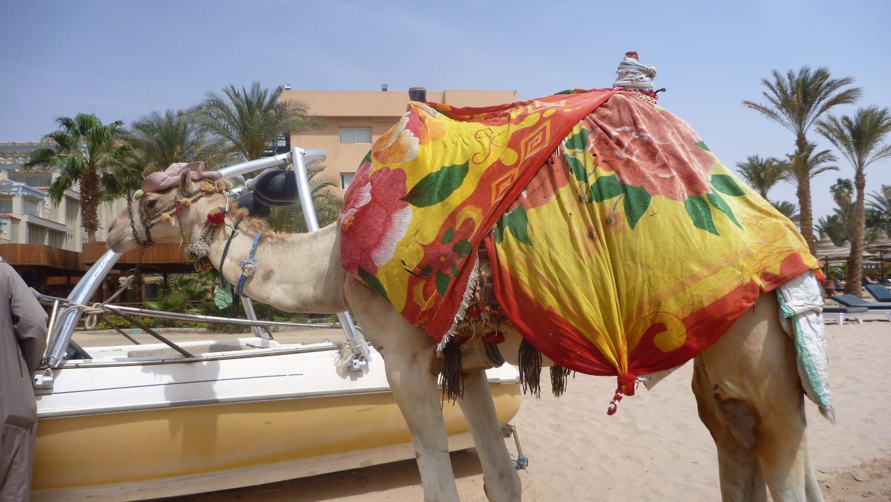 Strand Pickalbatros White Beach Resort - Hurghada
