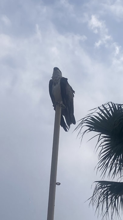 Sonstiges Pickalbatros Citadel Resort