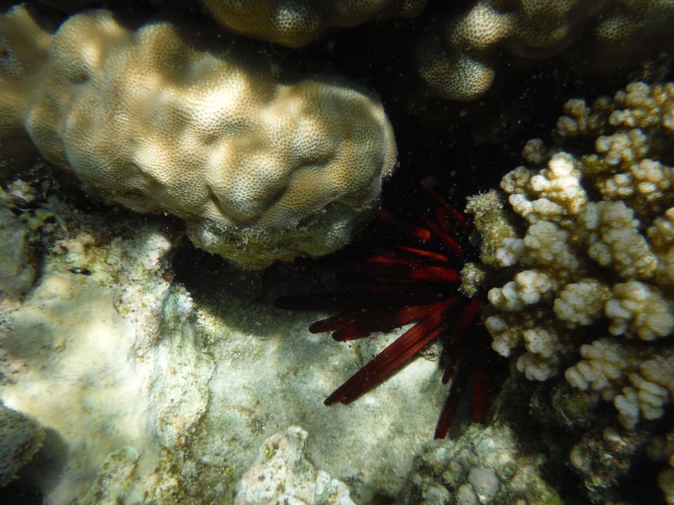 Seeigel Cleopatra Luxury Resort Makadi Bay