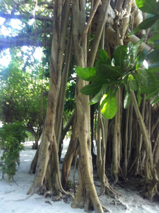 Luftwurzeln Biyadhoo Island Resort
