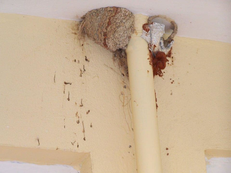 Vogelneste überall im Hotel Hotel Asrin Beach