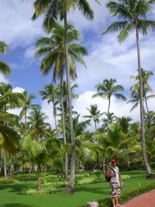 Große Palmen... Grand Palladium Select Bávaro Resort & Spa