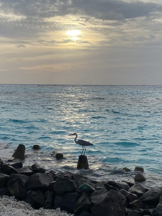 Außenansicht Summer Island Maldives