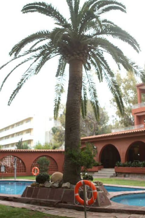 Palma przy basenie Hotel Intur Bonaire