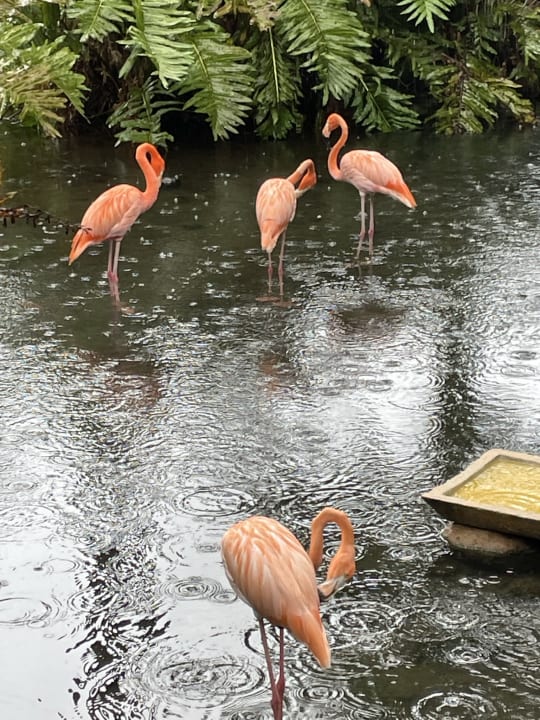 Gartenanlage Vista Sol Punta Cana
