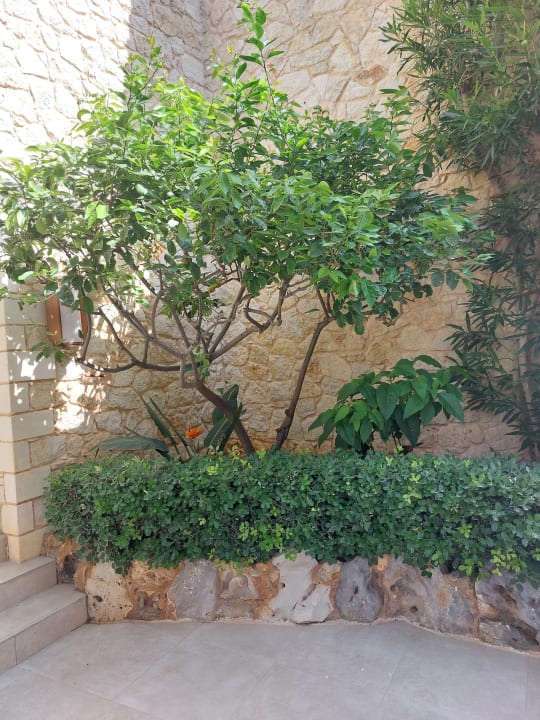 Gartenanlage Cactus Royal