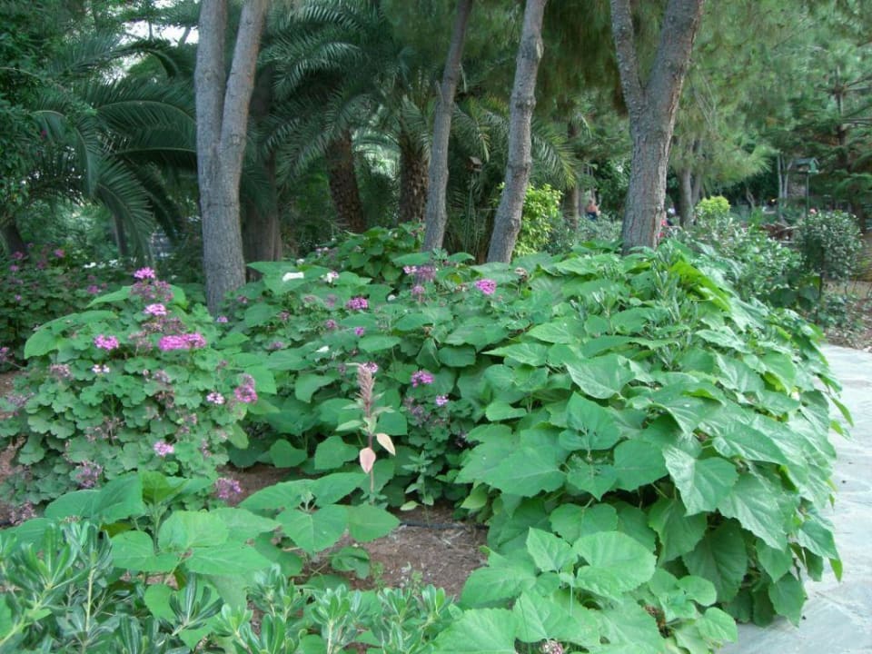 einfach toll Apollonia Beach Resort & Spa