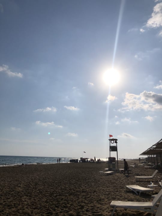 Strand Seashell Vega