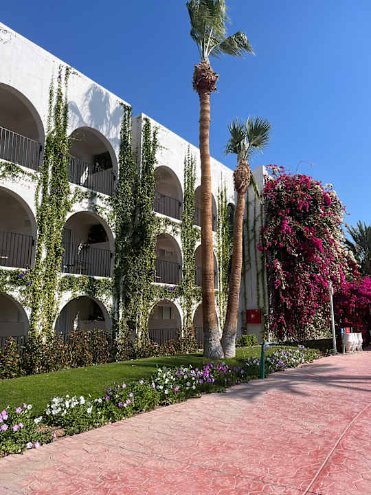Gartenanlage Desert Rose