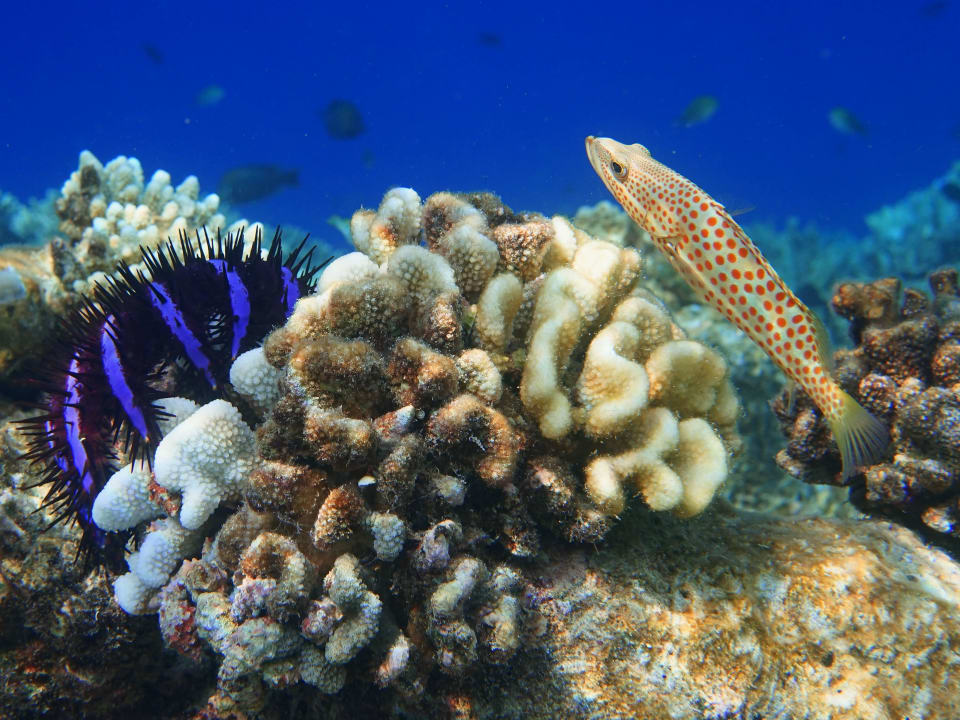 Schnorcheln ananea Diamonds Athuruga