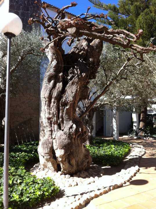 Gartenanlage Alcudia Garden Aparthotel