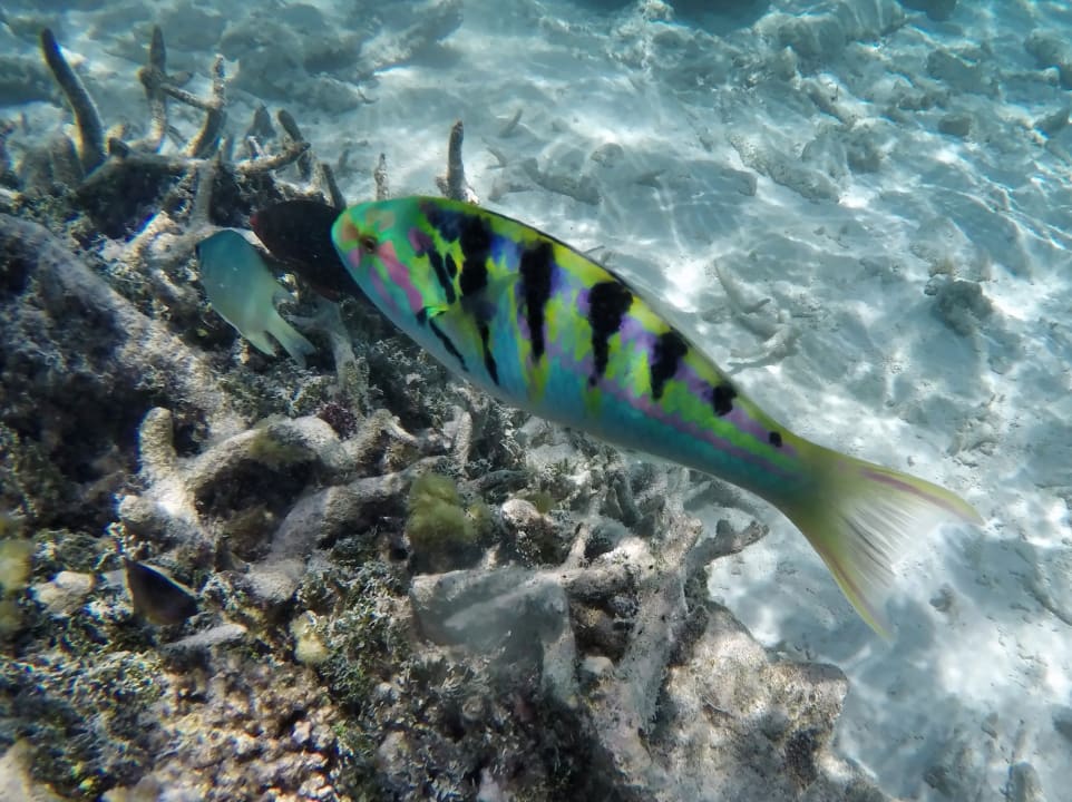 Hardwicks Lippfisch NH Collection Maldives Havodda Resort