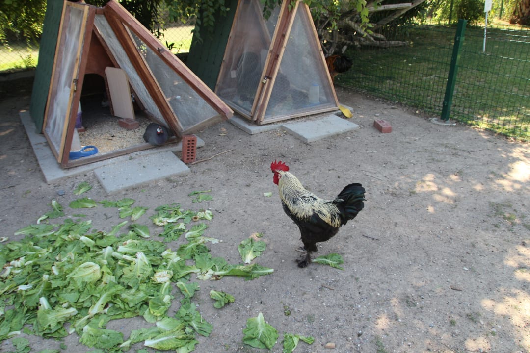 Mini Zoo Elita   Sunis Elita Beach Resort & Spa