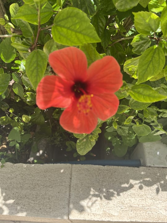 Gartenanlage TUI KIDS CLUB Alex Beach