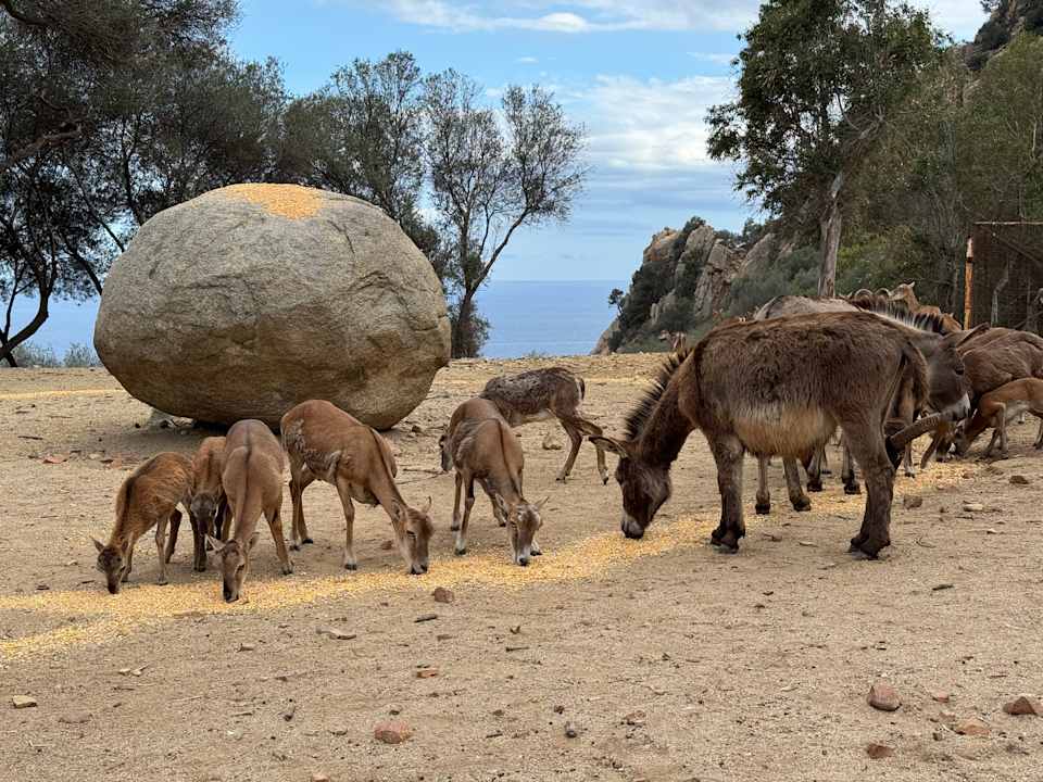 Gartenanlage Arbatax Park Resort - Ville del Parco