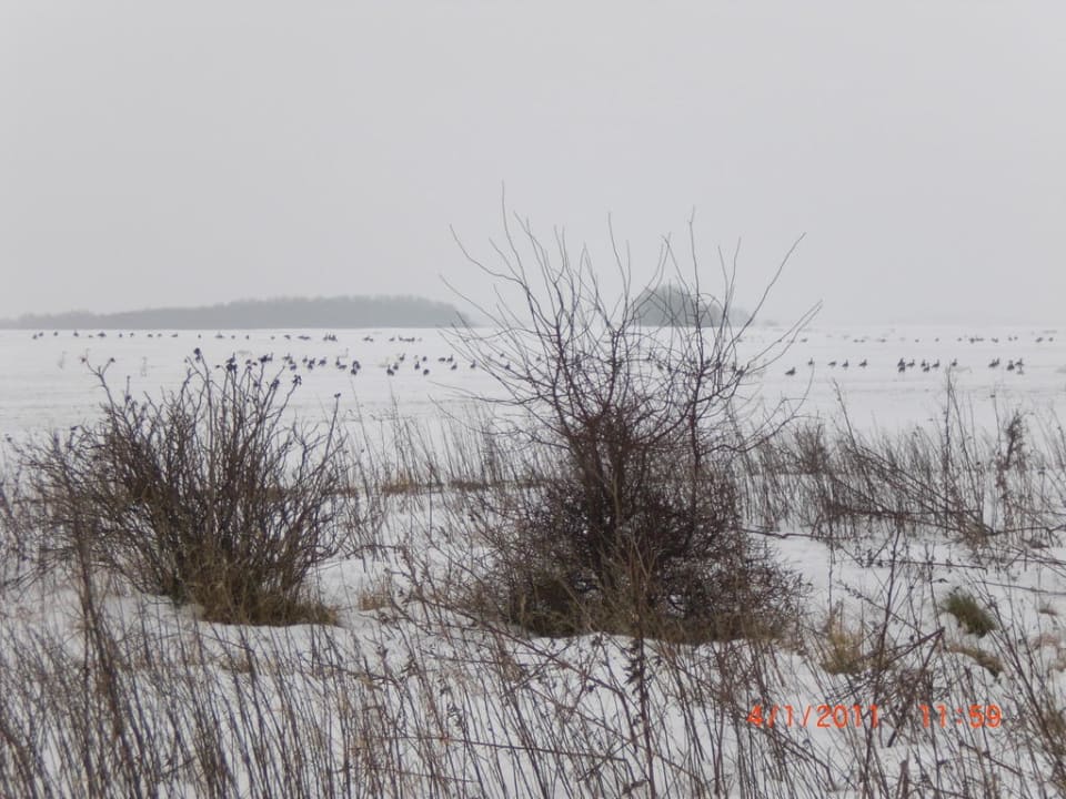 Blick vom Garten auf die Felder AEDENLIFE Hotel & Resort Rügen