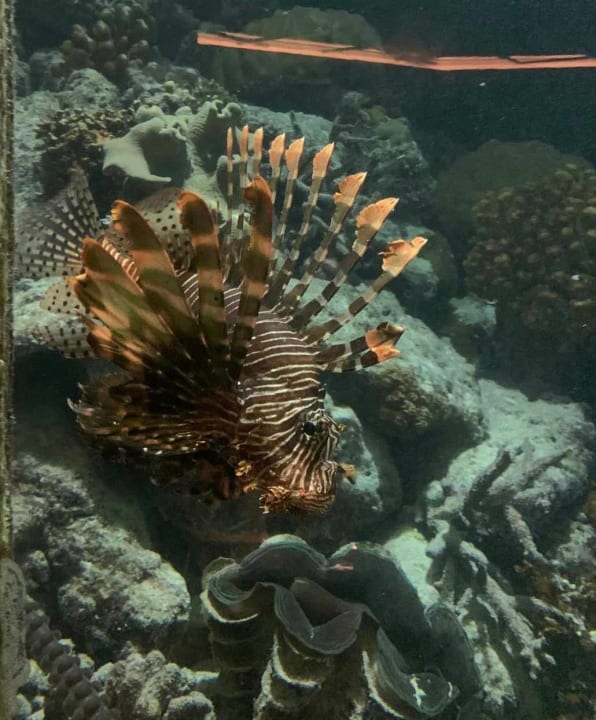 Sonstiges OZEN LIFE MAADHOO